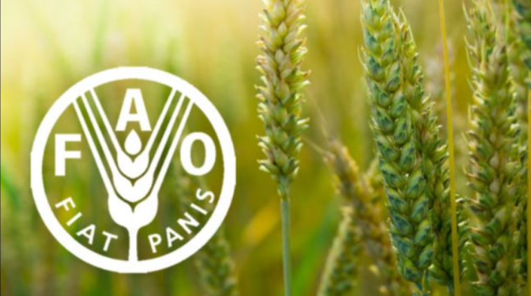 FAO recruitment